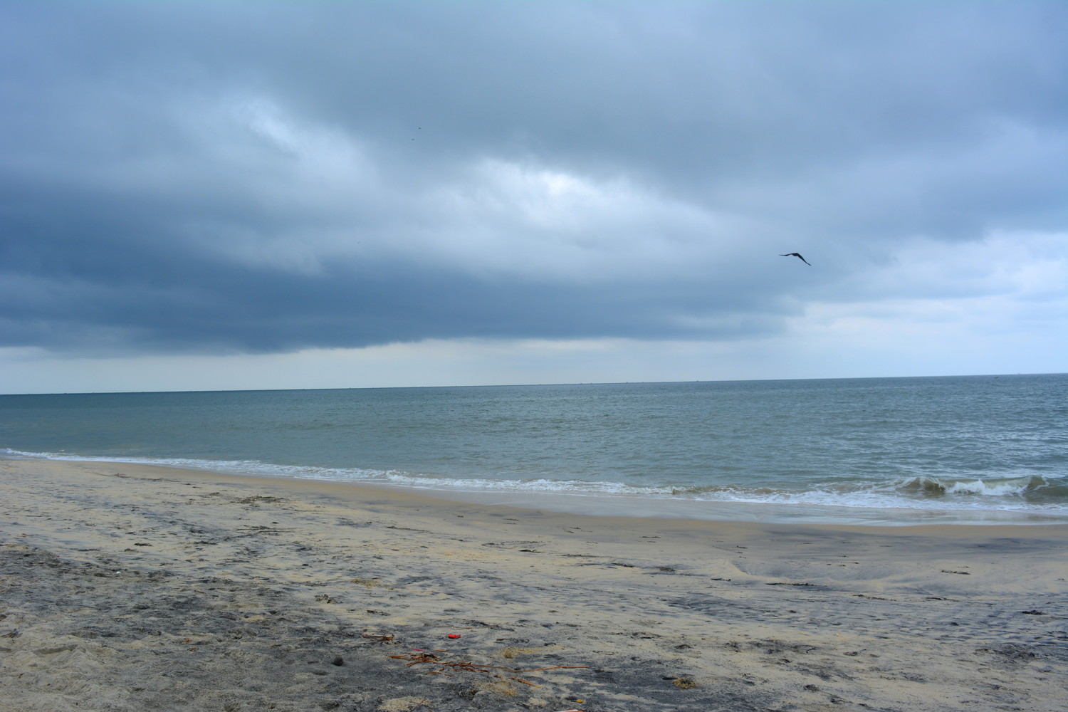 Beach with partially dark sand and a crow flying under the overcast sky