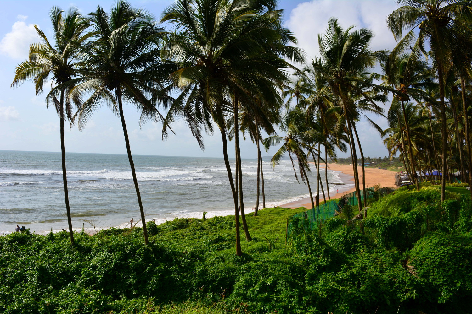 A beach and coconut palm trees