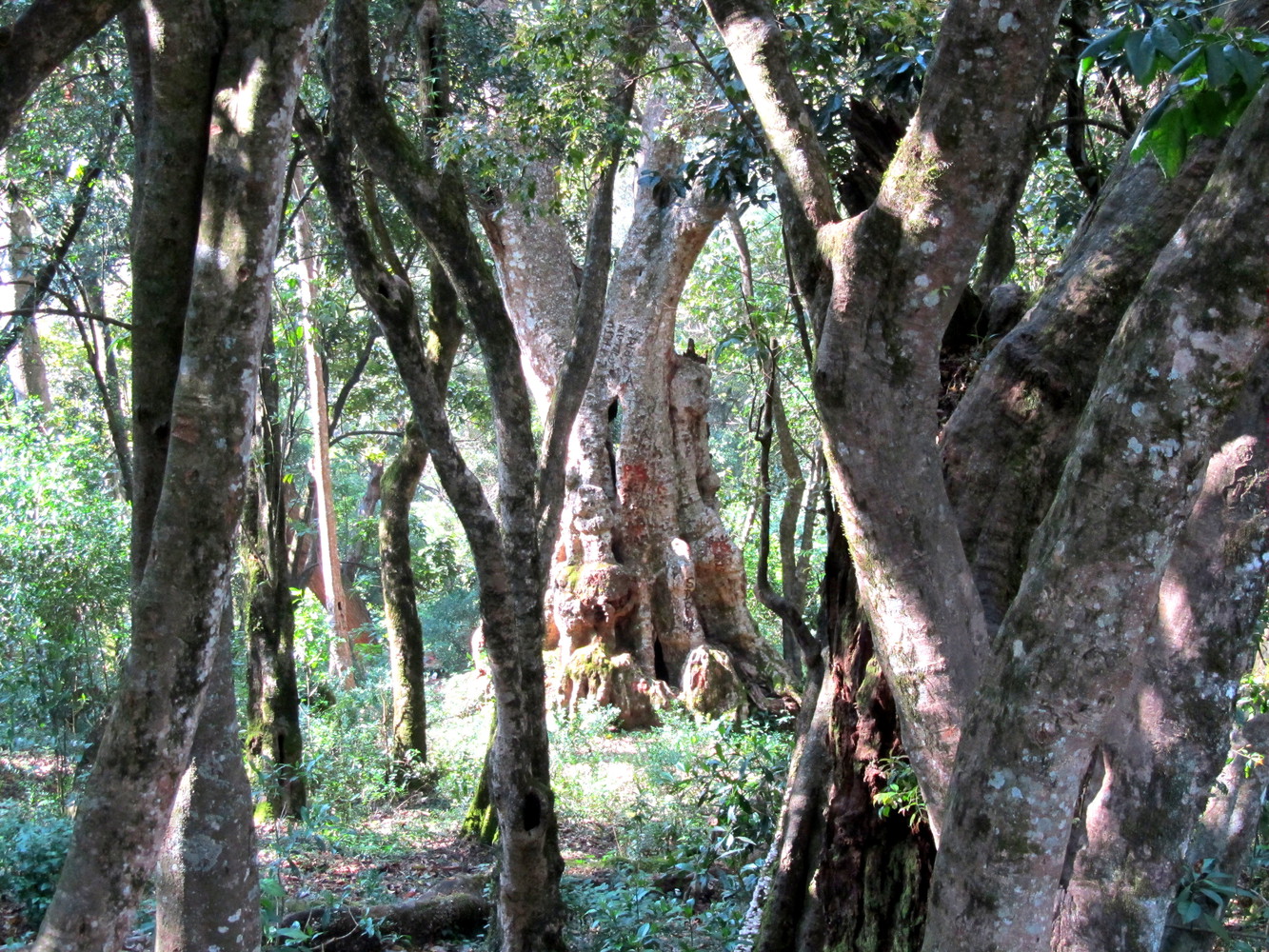 A broad tree at the centre surrounded by several trees in a forest