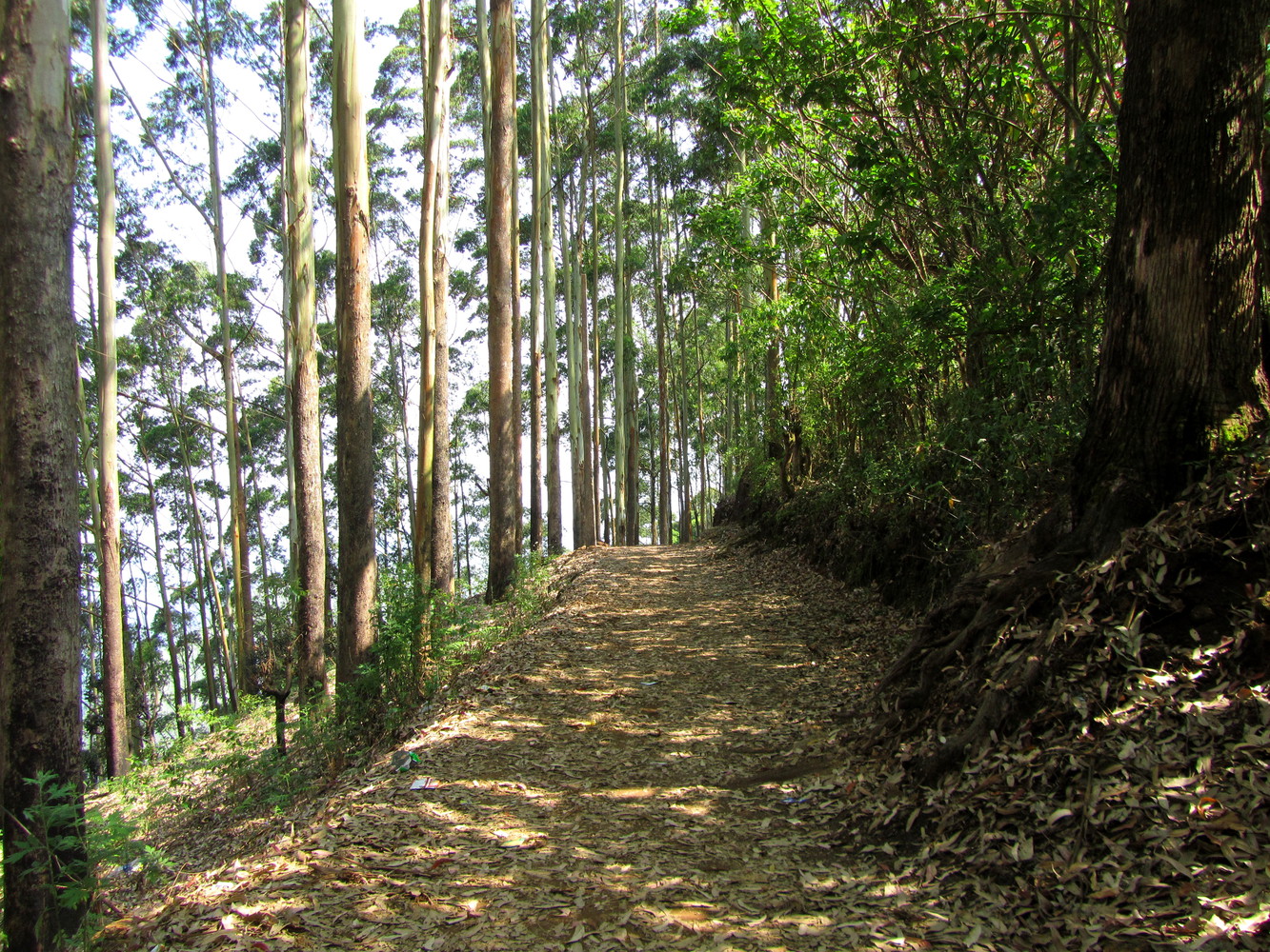 A mud path between tall trees along the slope of a hill
