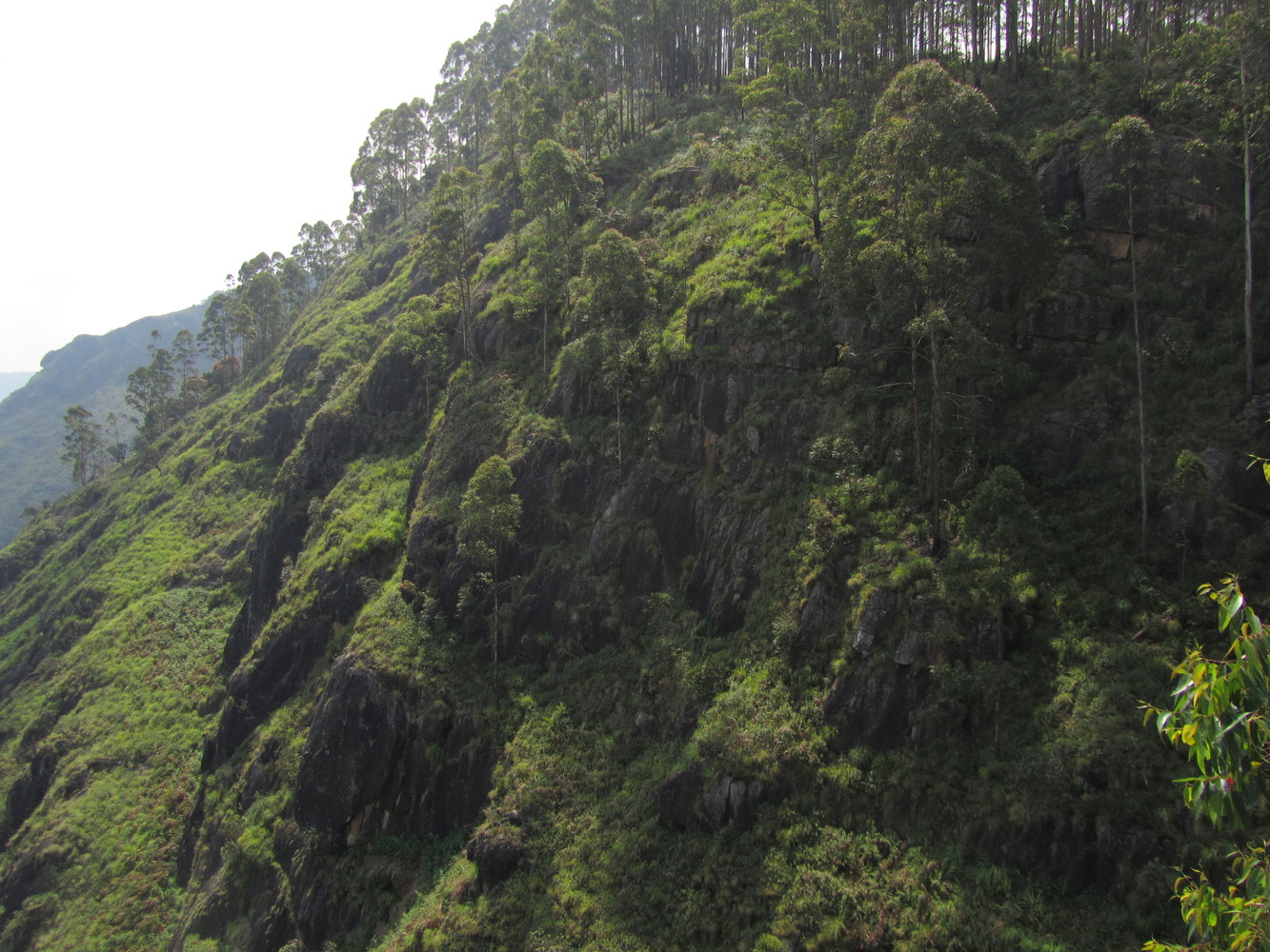 Slope of hills covered with trees