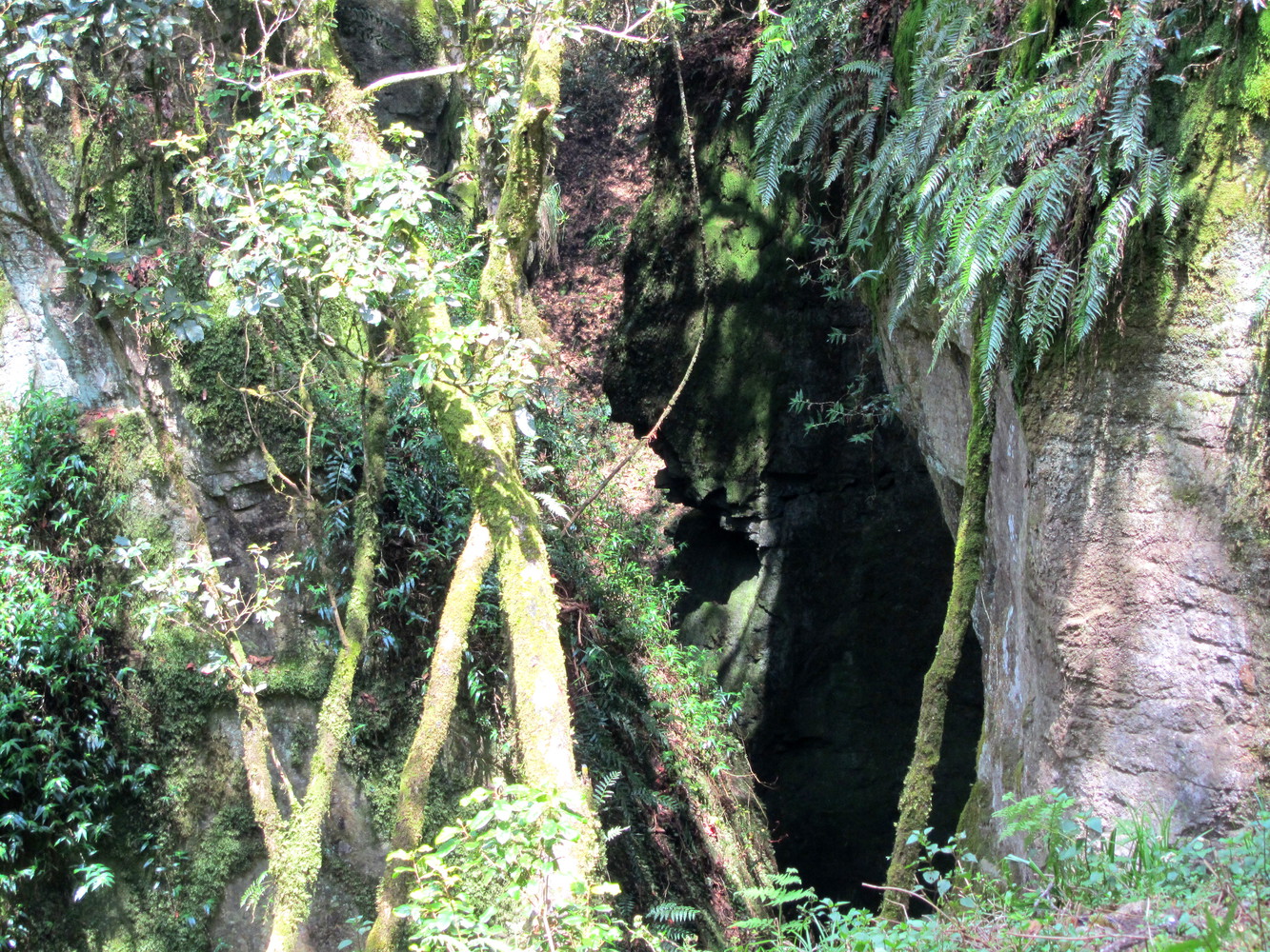 A cave below surrounded by trees