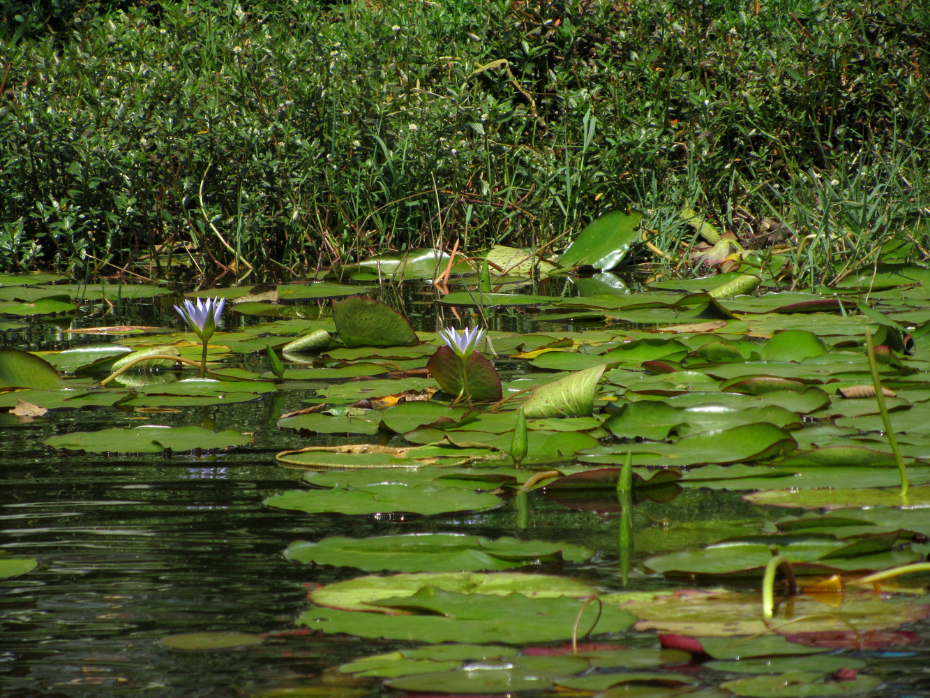 Lotus plants with two lotus flowers in a lake