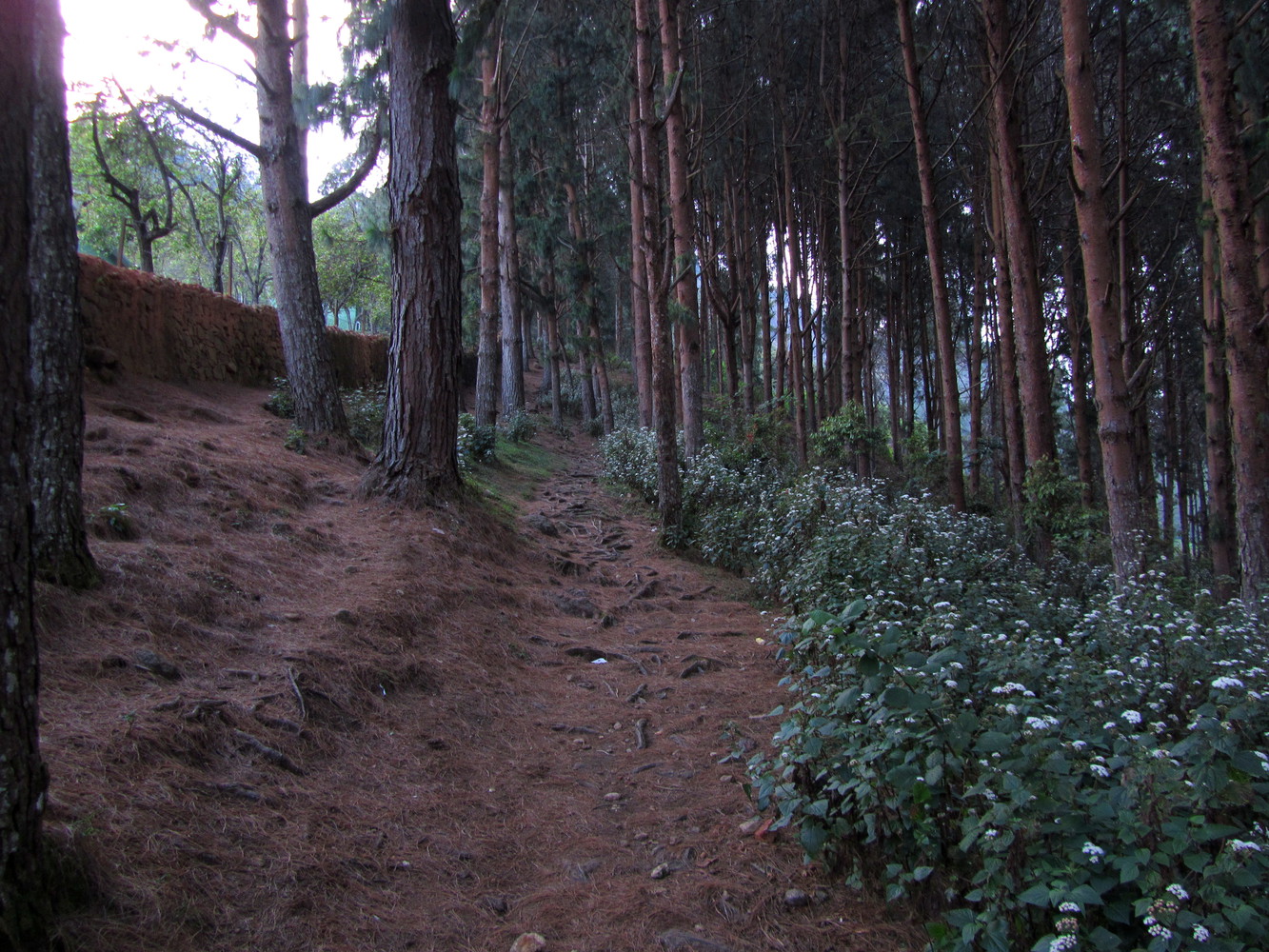 A mud path on a hill with a stone compound on the left side, and trees, plants, and flowers along the slope of the hill on the right side