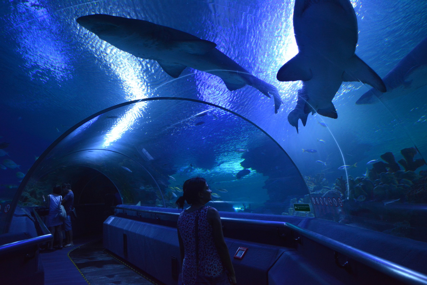 Sharks and fish in an overhead water tunnel
