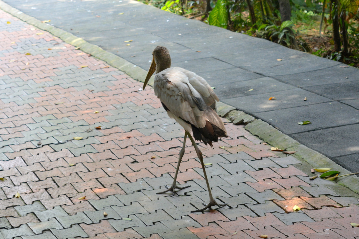 A stork walking on the pavement in a bird park