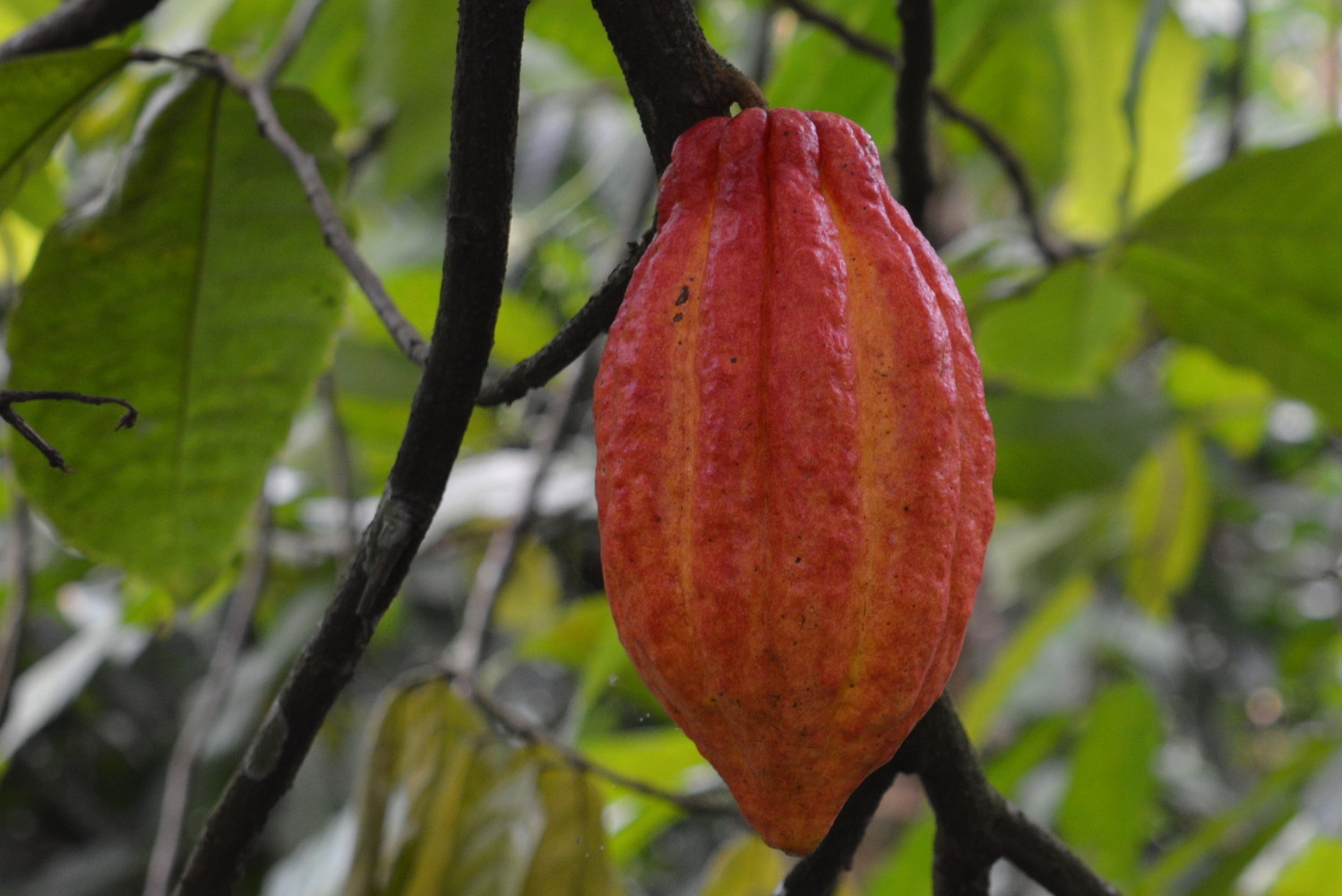 A ripe cocoa pod hanging from a branch of a tree