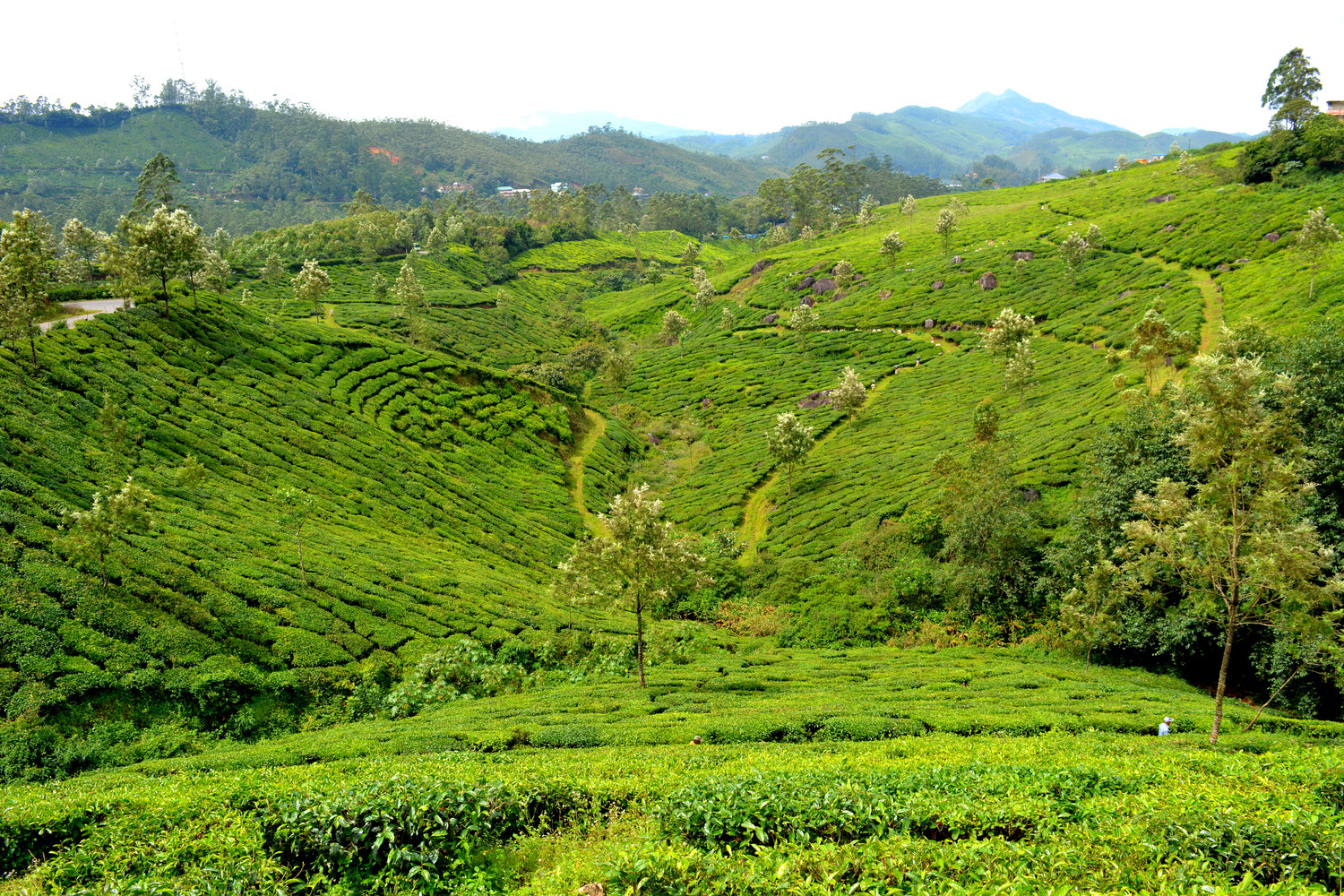 Tea plantations with hills and sky in the background