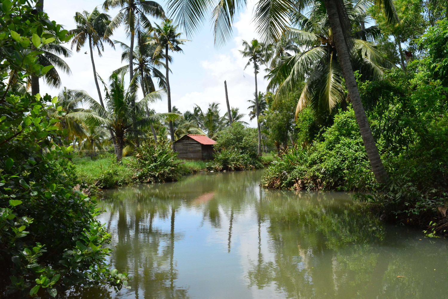 Backwaters surrounded by trees and a small wooden house among the trees