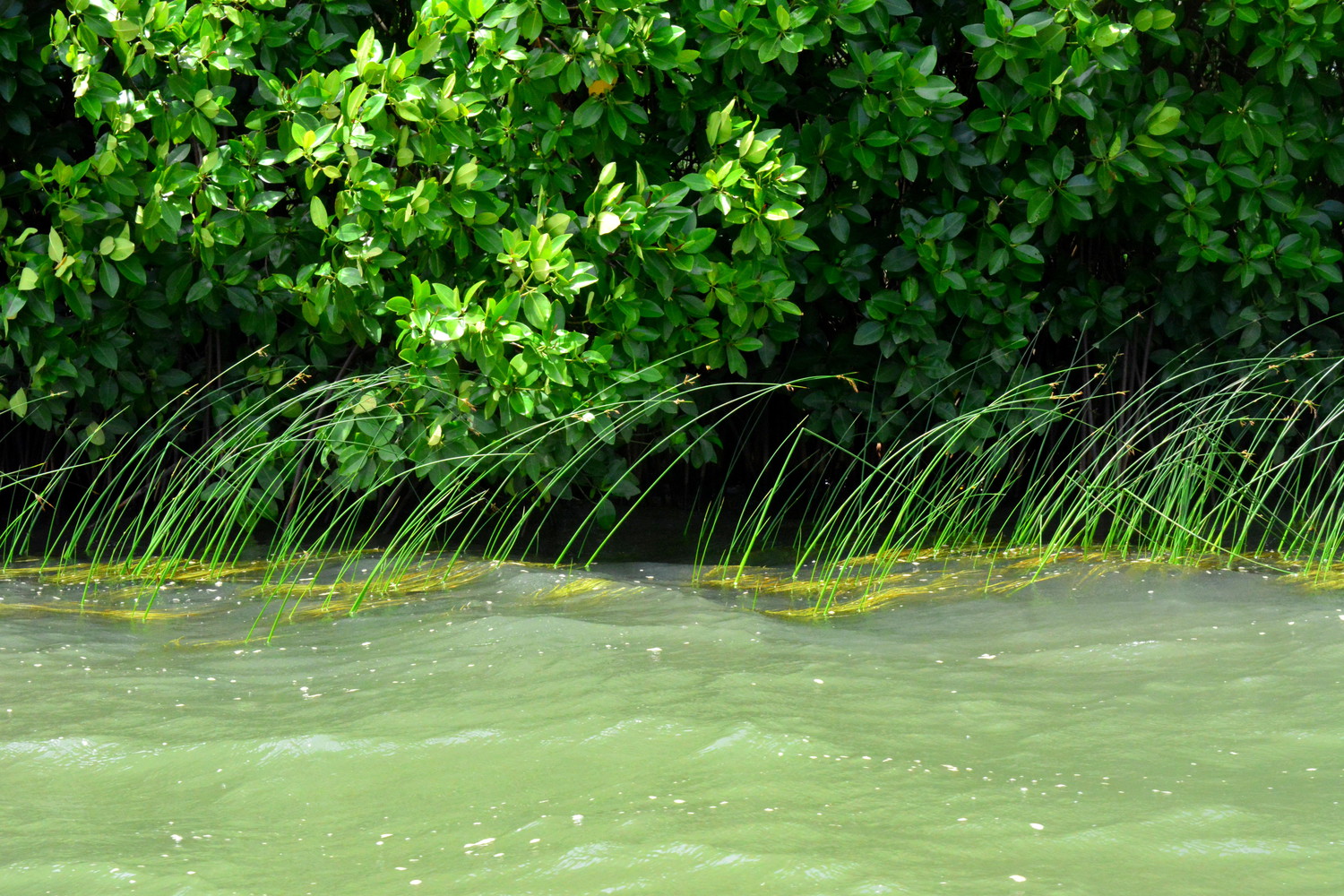 Mangroves in a lake
