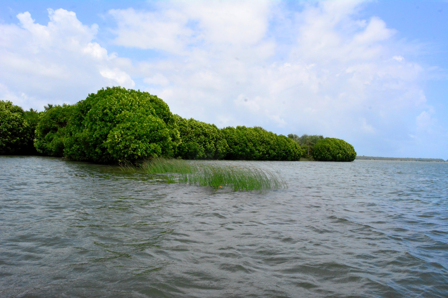 Mangroves in a lake