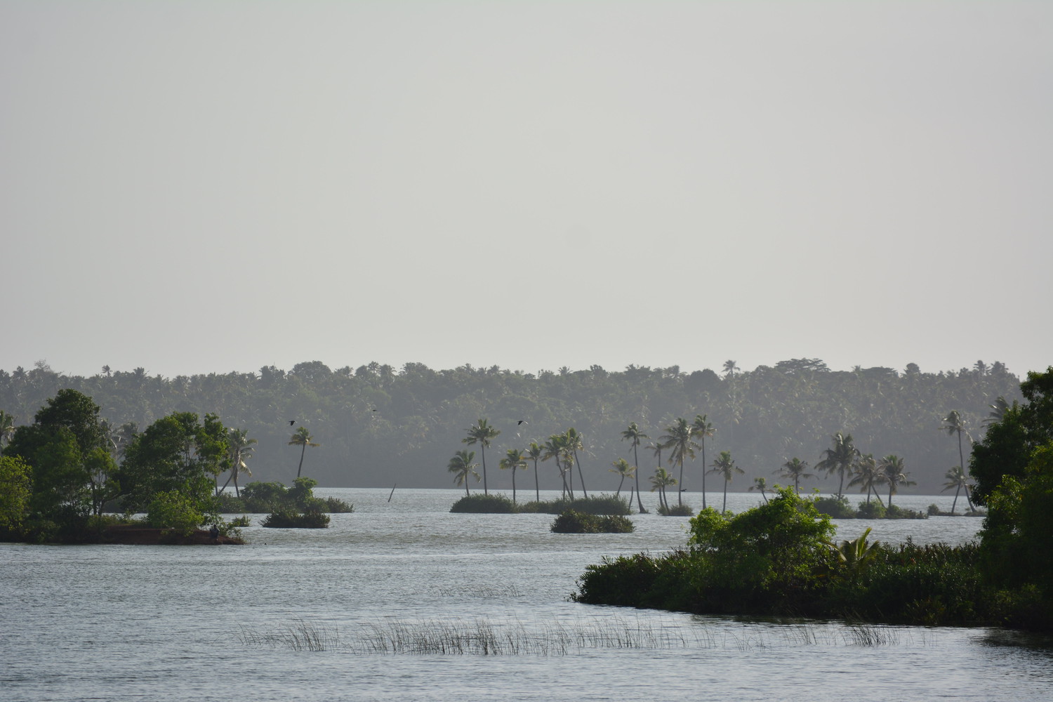 A lake with several tiny islands of trees and coconut palm trees in the background