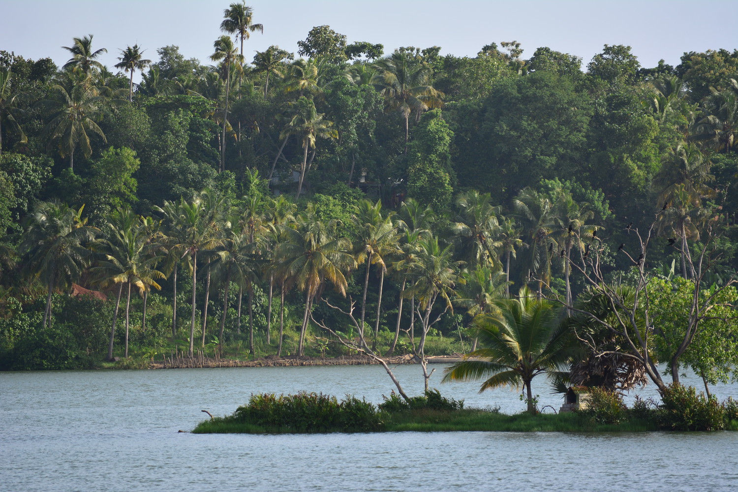A lake with a tiny island of trees in the middle and many coconut palm trees in the background