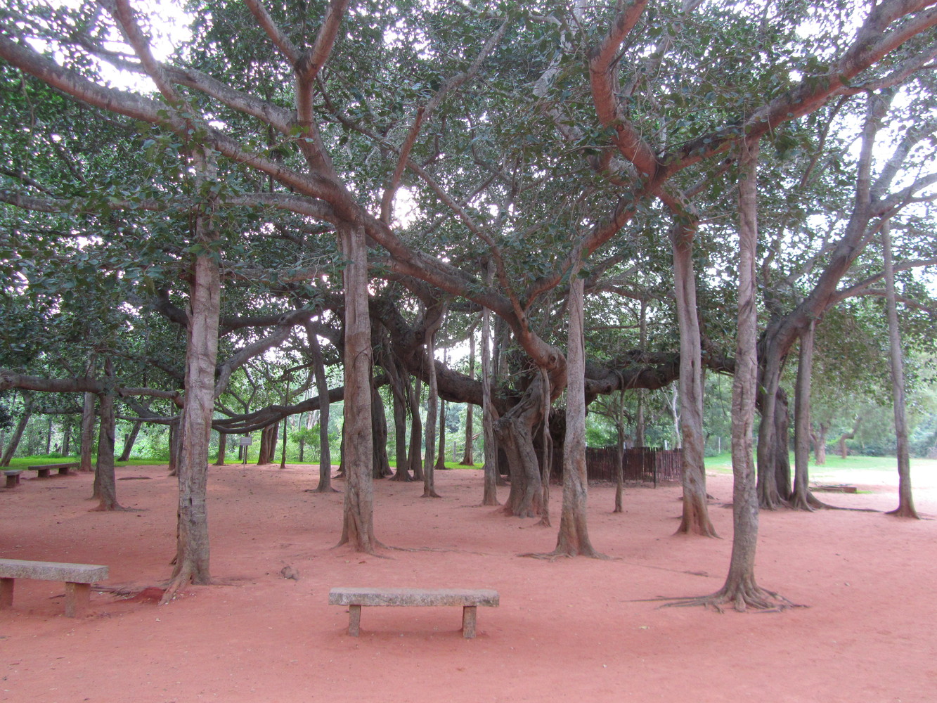 A large banyan tree with a dense network of branches above with more than thirty thick roots extending from them down toward the ground thereby appearing to have multiple trunks all around the actual trunk of the tree