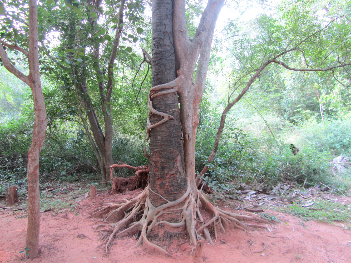 The roots of a tree extending horizontally and wrapping around the cylindrical trunk of another tree thereby appearing to be hugging it