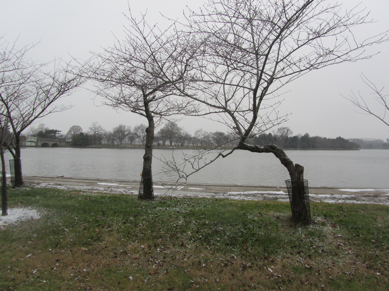 Trees without leaves near a man-made reservoir named Tidal Basin